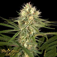 Green House Seeds Pheno Hunt Collection Hawaiian Snow x Amnesia x Dosidos