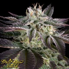 Green House Seeds Pheno Hunt Collection Sweet Valley Kush x Amnesia x Dosidos