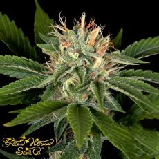Green House Seeds Pheno Hunt Collection Sweet Valley Kush x California Black Roze