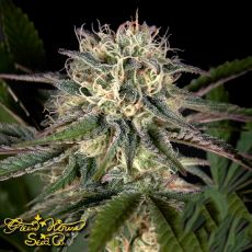 Green House Seeds Pheno Hunt Collection Sweet Valley Kush x Swaziland