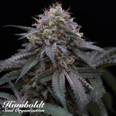 Humboldt Seed Organization Sugar Breath