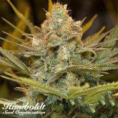 Humboldt Seed Organization Three Blue Kings