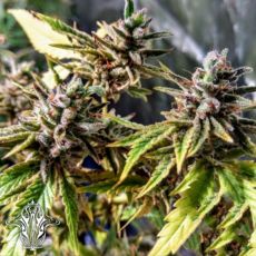 Holy Smoke Seeds Orange Jelly Sunset