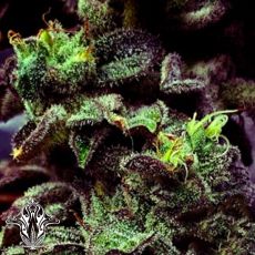 Holy Smoke Seeds Strawberry Cane