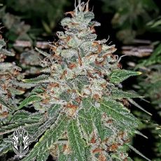 Holy Smoke Seeds Strawberry Stardawg