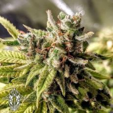 Holy Smoke Seeds Sweet Orange Cookie Sherbs