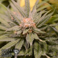 House of the Great Gardener Seeds Barbara Bud