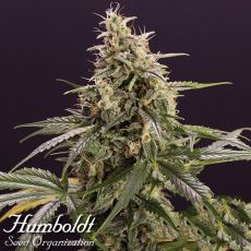 Humboldt Seed Organization AUTOMATIC Chem-Bomb