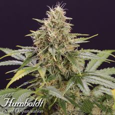Humboldt Seed Organization AUTOMATIC Chocolate Mint OG