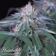 Humboldt Seed Organization Velvet Octane
