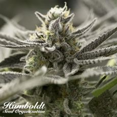 Humboldt Seed Organization FAST FLOWERING OGKZ