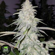 In House Genetics Cherry Gorilla F2