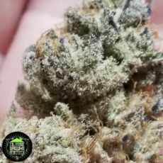 In House Genetics Tacky Glue