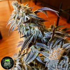 In House Genetics Triple Platinum Candy