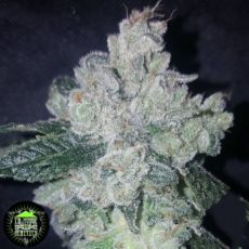 In House Genetics Zilky Zmooth