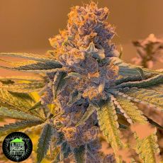 In House Genetics Black Cherry Pie f5