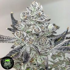 In House Genetics Slurmint ix