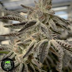 In House Genetics Slurricane ix