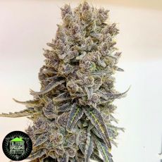 In House Genetics Twisted Pie