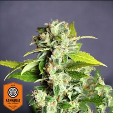 Kannabia Seeds AUTO Mikromachine