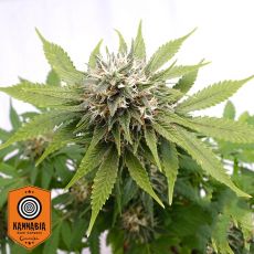 Kannabia Seeds Silver Widow