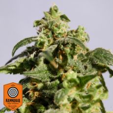 Kannabia Seeds Skunk + aka Power Skunk