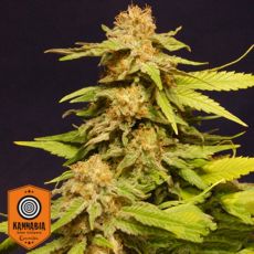 Kannabia Seeds Special