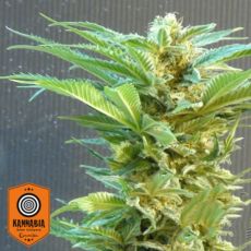 Kannabia Seeds Thai Fantasy
