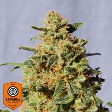 Kannabia Seeds White Domina