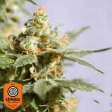 Kannabia Seeds Smile