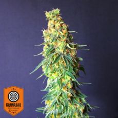Kannabia Seeds White Domina CBD