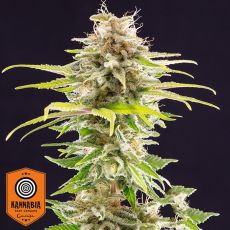 Kannabia Seeds Super OG Kush