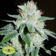 Karma Genetics Seeds Biker Kush V2.0