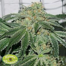 Karma Genetics Seeds Biker Le Blanc