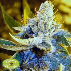 Karma Genetics Seeds Brotherhood OG