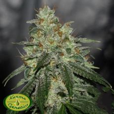 Karma Genetics Limited Seeds Di Frutti