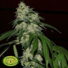 Karma Genetics Limited Seeds Rado Banger