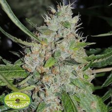 Karma Genetics Seeds C99bx x Biker
