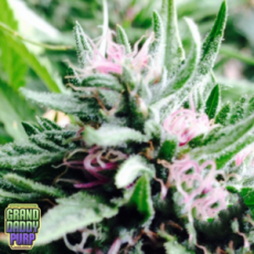 GrandDaddy Purple Seeds Bay Thunderboldt