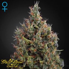Green House Seeds Big Bang AUTO