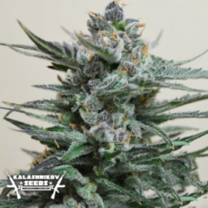 Kalashnikov Seeds Blue Acid AUTO