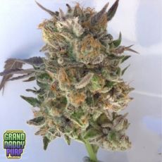 GrandDaddy Purple Seeds Coogies
