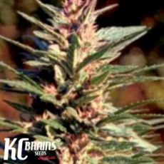 KC Brains Danky Doodle