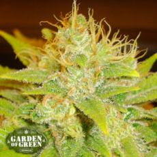 Garden of Green Seeds Diesel AUTO