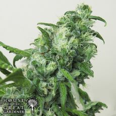 House of the Great Gardener Seeds Digweed