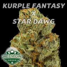 Greenpoint Seeds Doc Holiday