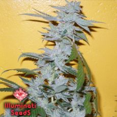 Illuminati Seeds Famine