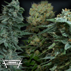 Kalashnikov Seeds Feminized Mix