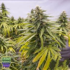 GrandDaddy Purple Seeds Flower Child
