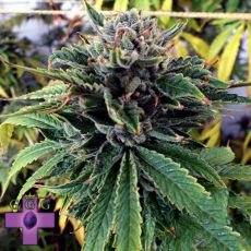 Gage Green Seeds Breakout